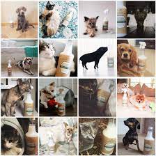 If you are in need of a good enzyme cleaner and prefer organic ingredients, trinova natural pet stain and odor remover is the perfect choice. Amazon Com Trinova Natural Pet Stain And Odor Remover Eliminator Advanced Enzyme Cleaner Spray Remove Old New Pet Stains Smells For Dogs Cats All Surface Safe