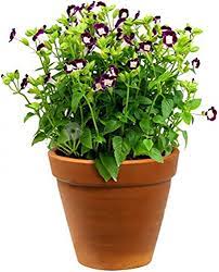 Toreina Plant with pot : Amazon.in: Garden & Outdoors