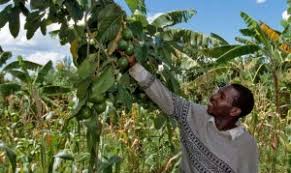 Image result for trees for food security