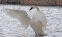 Swans, Ducks, and Geese | Oregon Department of Fish & Wildlife