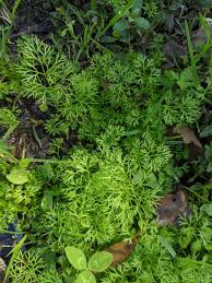 Image result for Apium leptophyllum