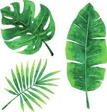 This is a great collection of some of our best offerings in this theme. Watercolor Tropical Leaves By Saemilee Plant Painting Leaf Art Leaf Drawing
