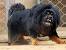 Fluffy Rottweiler Mix