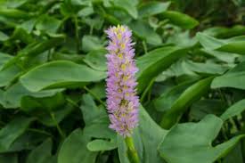 Image result for Pontederia