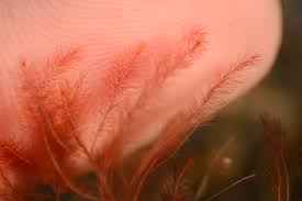 Image result for Tristicha