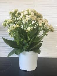 Image result for Kalanchoe rosalina