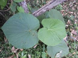 Image result for Piper umbellatum