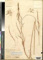 Image result for Anadelphia