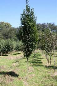 Columnar Hornbeam Tree Tree Landscape Urban Garden