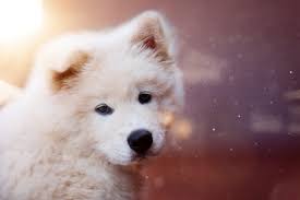 We did not find results for: Wallpaper Puppy Dog White Fluffy Cute Hd Widescreen High Definition Fullscreen