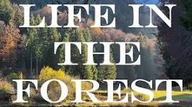 "Life in the Forest"- Guided Nature Walk