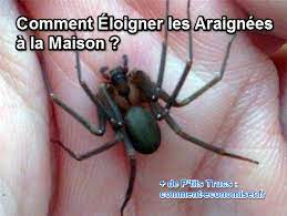 We did not find results for: Comment Eloigner Les Araignees A La Maison