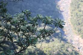 Image result for Tarchonanthus trilobus