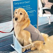 Golden retriever puppies dallas area. Pin By Luxecrush On Puppy Love 2 Therapy Dogs Retriever Puppy Dogs