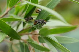 Image result for Lipotriche pungens