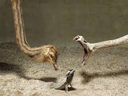 We did not find results for: Bearded Dragon Wallpapers Wallpaper Cave