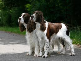 Download and use 10,000+ dog springer spaniel stock photos for free. Spaniel Club Schweiz English Springer Spaniel