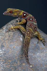 This Shy Caribbean Lizard Is Now A Coveted Pet And Critically Endangered How Did This Happen Reptiles Pet Pet Lizards Lizard