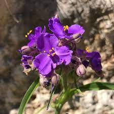 Some of the best choices for texas yards are several types of columbine, coreopsis, fall aster, firebush, plumbago, rock rose, several sage varieties and the shrimp plant. Texas Hill Country Wildflower Identification Guide
