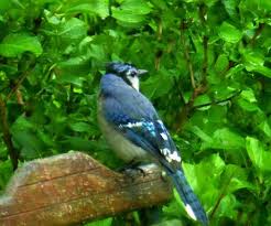 We stopped in to the jay. North Carolina Mountain Birds Blue Jay