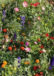 Wildseed farms is your online source for wildflower seed. 57 Best Wildflower Seeds Ideas Wildflower Seeds Seeds Wild Flowers
