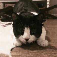 Beautiful Black And White Spotted Cat Bandit The Cat Black And White Cat Tuxedo Cat Rescue Cat Pets American Short Hair Cat Funny Cat Mustache Cat Spotted Cat Mustache Cat Spotted Cat Pets