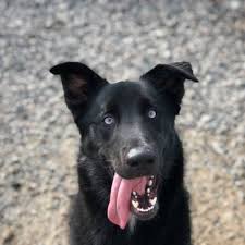 Maybe you would like to learn more about one of these? The Pet Resort At Greensprings 21 Photos 28 Reviews Pet Groomers 2878 Monticello Ave Williamsburg Va Phone Number