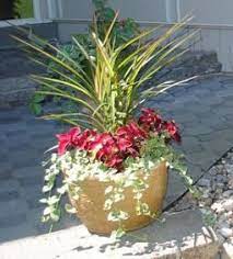 I love this list of deer resistant flowers. Deer Resistant Container Design Porch Flowers Garden Inspiration Deer Resistant Flowers