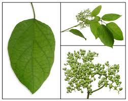 Image result for Premna mooiensis