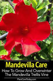 Mandevilla Care Growing The Mandevilla Trellis Vine Vine Trellis Mandevilla Trellis Plant Care