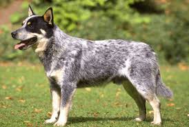 If you are unable to find your australian cattle dog puppy in our puppy for sale or dog for sale sections, please consider looking thru thousands of australian cattle dog dogs for adoption. Where To Find Queensland Heeler Puppies For Sale Dogable