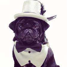 My Pug In Top Hat And Tails Hats Pug Life National Pug Day