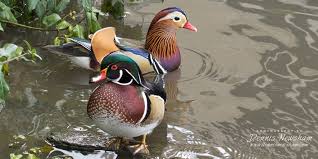 Mandarin duck can survive in various habitats. Manhattan Bird Alert On Twitter A Mandarin Duck And A Wood Duck Playing Nice In Central Park Nyc At The 59th Street Pond Today On Monday 10 29 18 Birding Wildlifephotography Birdcp Wildbirdfund Via
