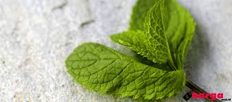 Harga daun binahong dalam bentuk kapsul yang kami jual adalah Update Harga Jual Daun Mint Segar Kering Bubuk Daftar Harga Tarif