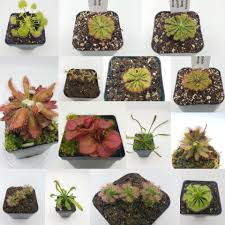 Image result for Drosera burkeana