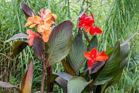 So, like all cannas, planting it in a pot makes it easier to protect from cold weather. Canna Lily Plant Care Growing Guide