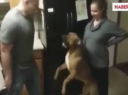 Kopek Hamile Kadina Baskasinin Dokunmasina Izin Vermedi Dailymotion Video