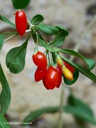 Image result for Lycium villosum