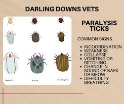 Image result for Tick Paralysis