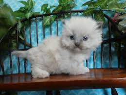 Ragdoll breeders in al, ar, az, ca, co, ct, de, dc, fl, ga, hi, id, il, id, ia, ks, ky, la, ma, me ny, nj, nd, oh, ok, or, pa, ri, sc, sd, tn, tx, ut, vt, va, wa, wv, wi, wy; Ragdoll Cats For Sale East Earl Pa 314175 Petzlover