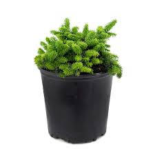 It has a slightly more bitter taste than a lime and the entire fruit is edible—including the skin. Garden Elements 7 5l Dwarf Balsam Fir Abies Evergreen Shrub The Home Depot Canada
