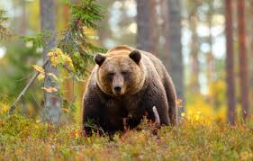 8 Metiers Avec Les Animaux Sauvages