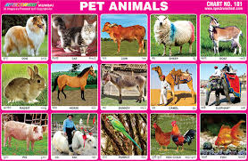 spectrum educational charts chart 181 pet animals