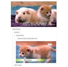 Noodles Is So Cute Cute Animals Animal Memes Animals