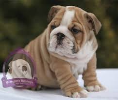 Chelsea and sterling we have 3 lilac tri males available: Brenglora Bulldogs English Bulldog Puppies For Sale