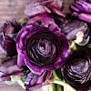 From the team at gardeners' world magazine. Https Encrypted Tbn0 Gstatic Com Images Q Tbn And9gcqakq4fnw9picipw Xmsru0gsc8scuirggx Agh6hbucrxc6j1g Usqp Cau