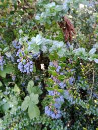 Image result for Pollichia campestris