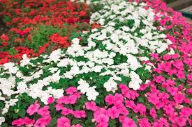 Image result for Impatiens