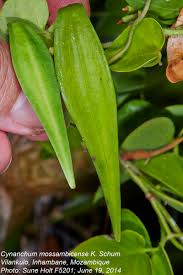 Image result for Cynanchum mossambicense