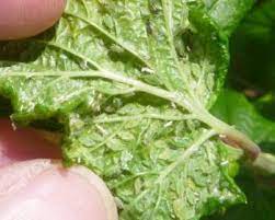 Tiny white bugs are often whiteflies, which will make your bonsai sticky. Identifying And Treating Apple Pests And Diseases